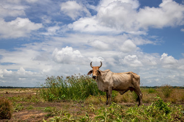 Cows grassing Huay Saneng reservoir, the main source of tap water production in Surin province, is at a record low level. Thailand.