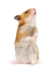 Hamster standing on its hind legs isolated on white