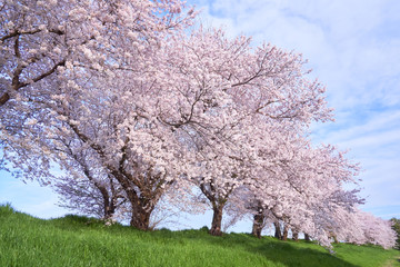堤防沿いの桜並木