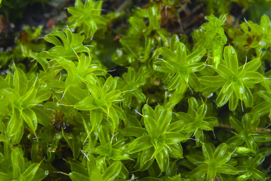 Green forest moss in approximation