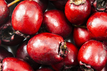 Hawthorn berries in the garden