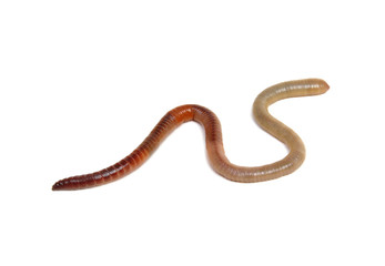 animal earth worm isolated on white
