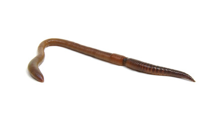 animal earth worm isolated on white