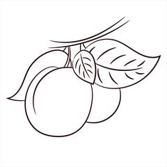 vector sketch illustration. ripe fruit on a tree. ecological natural product. wholesome food