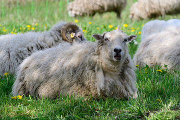 Obraz premium Die Ostpreußische Skudde 