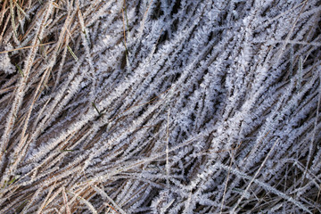 Frost on the withered grass. crystals of ice enveloped the grass stalks