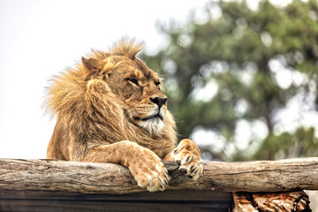 Plakat An adult lion looking out from its perched position among trees.