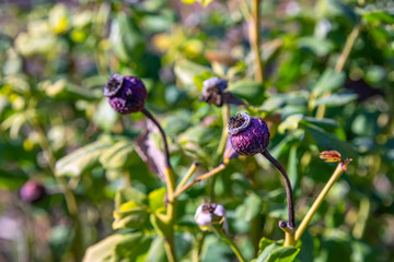 Colorful rose hips close up on a blurred background of green leaves