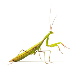 Mantis isolated on a white