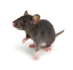 Funny young rat isolated on white.