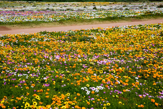 Spring Wild Flowers, West Coast, South Africa