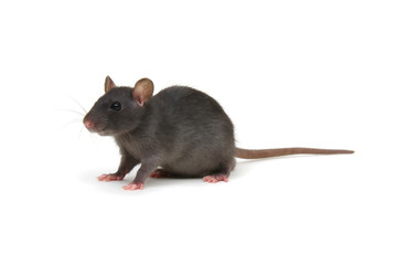 Rat isolated on white background