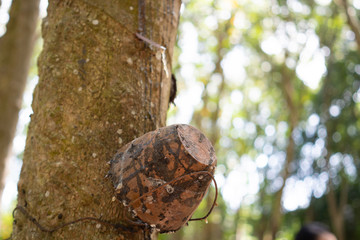 Rubber tree (Hevea brasiliensis) produces latex. By using knife cut at the outer surface of the trunk. Latex like milk Conducted into gloves, condoms, tires, tires and so on.