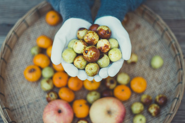 Fruit from the farm, Jujube in the hands of worker, Close-up