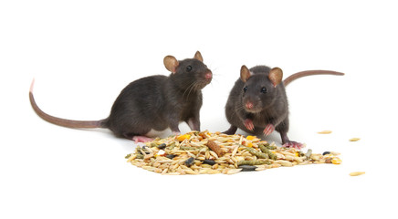 Rats and rodents feed on white
