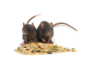 Rats and rodents feed on white