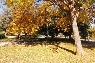 An autumn landscape in a park. An old maple with dry leaves. Plenty of dry leaves on the ground