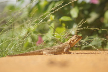 lizard on tree