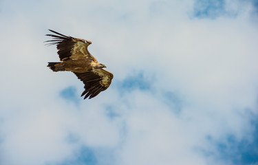 eagle in flight