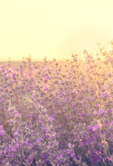 Sunset over lavender field in Bulgaria. Summer nature background.