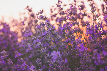 Sunset over lavender field in Bulgaria. Summer nature background.