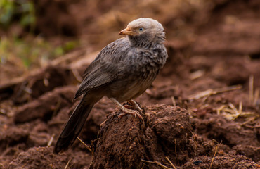 Sparrow