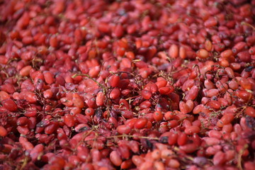 red barberry in close-up