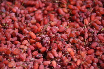 red barberry in close-up
