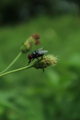 fly on leaf