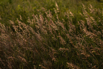 meadow with fescue and other grass in sunset