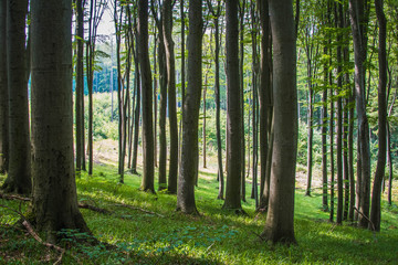 Green Forest with big dense trees on a warm bright summer day