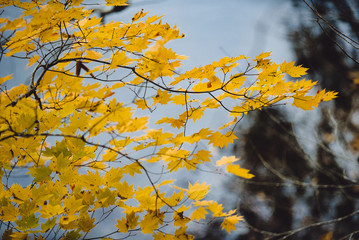 Yellow maple leaves in autumn season with blurred background, taken from  Kitakyushu, Fukuoka Prefecture, Japan.soft focus.