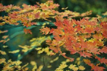 Red maple leaves in autumn season with blurred background, taken from  Kitakyushu, Fukuoka Prefecture, Japan.soft focus.