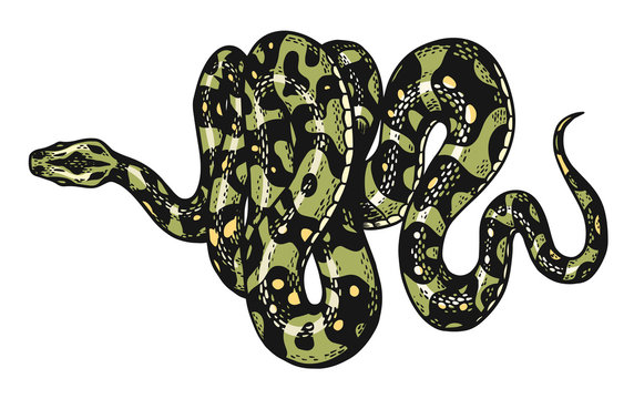 Snake in Vintage style. Serpent cobra or python or poisonous viper. Engraved hand drawn old reptile sketch for Tattoo. Anaconda for sticker or logo or t-shirts.