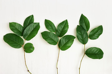 Natural branches of tree with green leaves on light paper background. Greeting card with spring green plants. Eco friendly concept. Top view and flat lay.