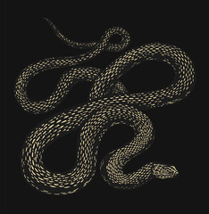 Python in Vintage style on a black background. Serpent or poisonous viper snake. Engraved hand drawn old reptile sketch for Tattoo, sticker or logo or t-shirts.