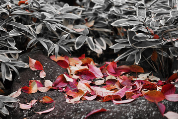 Dry red colored leaves fell on the floor in autumn.soft focus.