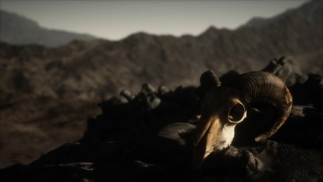 European mouflon ram skull in natural conditions in rocky mountains