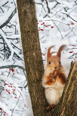 Winter still life. Squirrel among the branches of a tree with red berries in the snow.