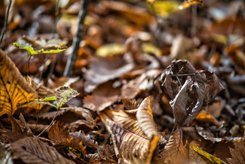 Brown dry leaves On the branches in the forest that is shining in the winter.shallow focus effect.