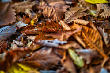 Brown dry leaves On the branches in the forest that is shining in the winter.shallow focus effect.