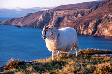 Sheep enjoying the sunset at the Slieve League cliffs in County Donegal, Ireland