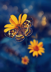 Tropical butterfly and yellow bright summer flowers on a background of blue foliage in a fairy garden. Macro artistic image. Selective focus. © delbars