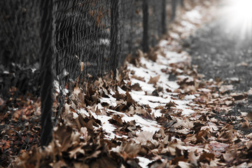 Snow on the dry leaves by the green iron fence in the winter forest.soft focus.