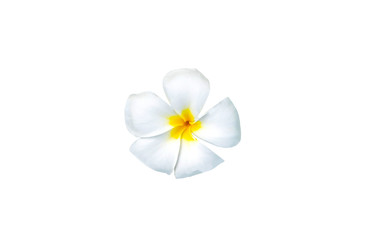 Plumeria flowers are fragrant and beautiful blossoming flowers on white background appropriate the background , idea copy space