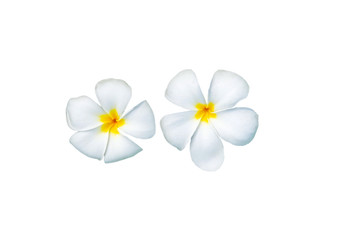 Naklejka na ściany i meble Plumeria flowers are fragrant and beautiful blossoming flowers on white background appropriate the background , idea copy space