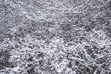 Fototapeta premium snowy weather of a winter village landscape. Against the background of trees, steppe
