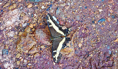 Mariposa negra sobre el suelo de un bosque en Catalunya, España, Europa