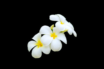 Fototapeta na wymiar Plumeria flowers are fragrant and beautiful blossoming flowers on black background appropriate the background , idea copy space