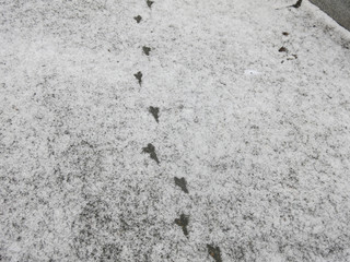 black footprints of birds on the white snow